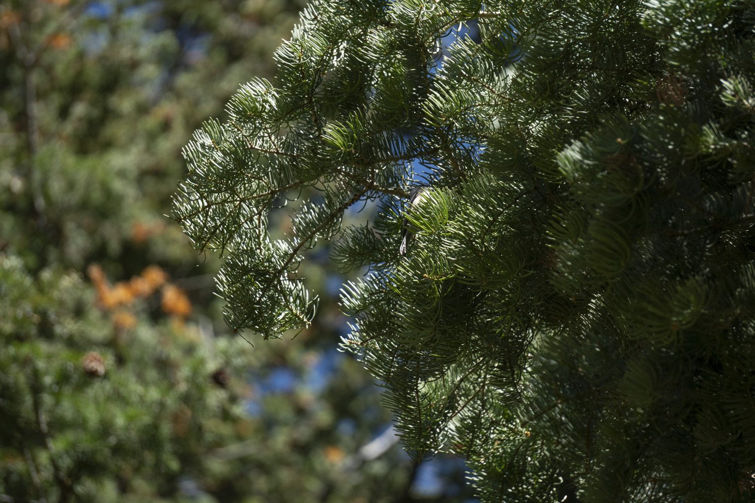 Fir needles up closish